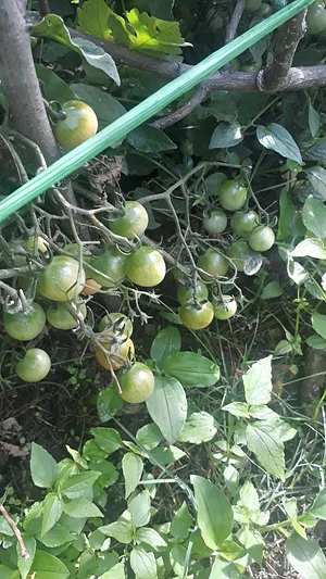 Jaivik Haat - Natural & Organic Food 8