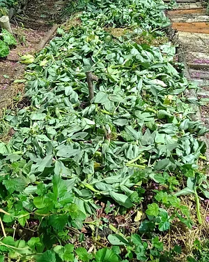 Agroecologia alla Mini Fattoria 6