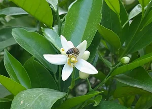 Agroecologia alla Mini Fattoria 9