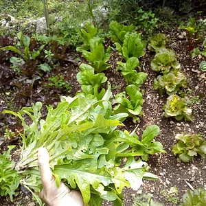 Agroecologia alla Mini Fattoria