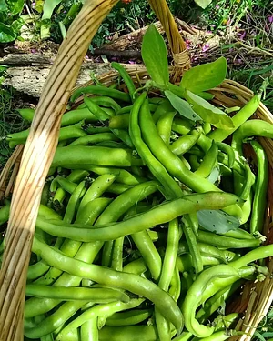 Agroecologia alla Mini Fattoria 13
