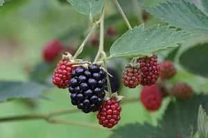 Brachland Bio Beeren & Obst 11