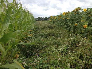 Wageningen Agroecological Experiments 4