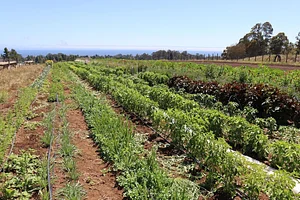 UC Santa Cruz Center for Agroecology Farm