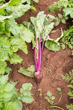 UC Santa Cruz Center for Agroecology Farm