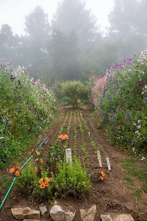 UC Santa Cruz Center for Agroecology Farm