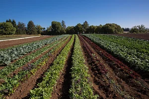 UC Santa Cruz Center for Agroecology Farm