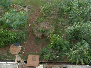 Agrofloresta do CAAMB 4