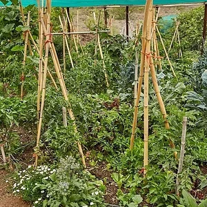 Permaculture Farm in Numbi Valley