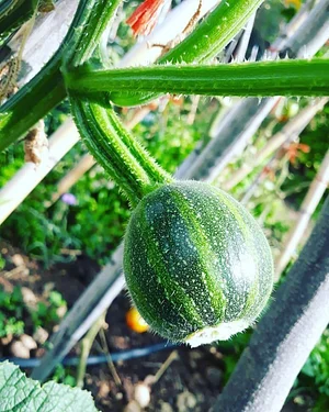 Permaculture Farm in Numbi Valley