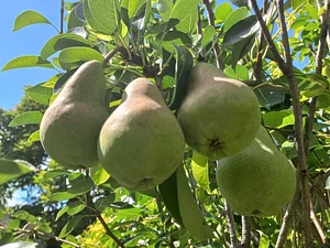 Permaculture Farm in Numbi Valley