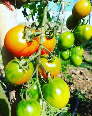 Permaculture Farm in Numbi Valley