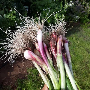 Permaculture Farm in Numbi Valley