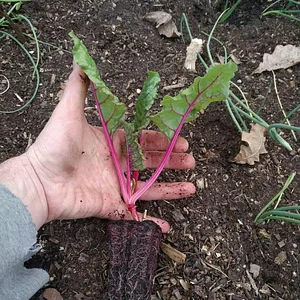 Finch Permaculture Experiment 7