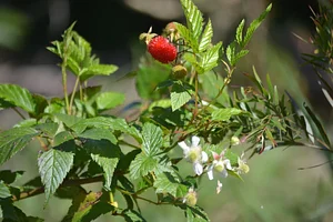 Growing Roots Permaculture Experiences 4