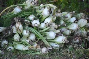 Growing Roots Permaculture Experiences 5