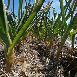 Learning and exploring Agroecology through doing