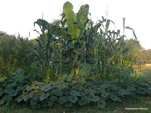 Agrofloresta do CAAMB