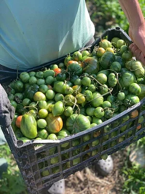Mazi Regenerative Agroforestry