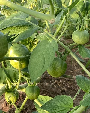 UTRGV Agroecology Program