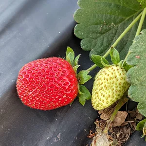 UTRGV Agroecology Program