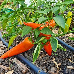 Agroecology Garden in Bennekom