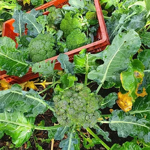 Agroecology Garden in Bennekom