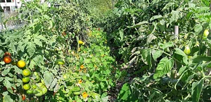 Arcadia Permaculture Farm