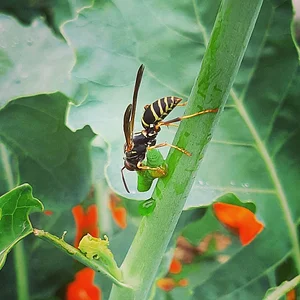 Arcadia Permaculture Farm