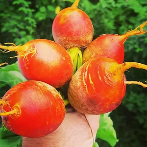 Arcadia Permaculture Farm