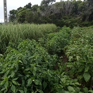 Myrica Faial Permaculture Farm