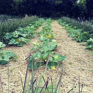Myrica Faial Permaculture Farm