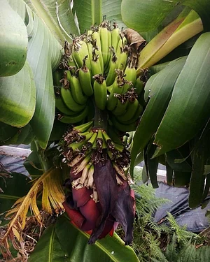 Myrica Faial Permaculture Farm