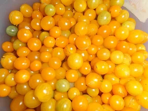 Gardenfarm Permaculture