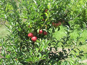 Gardenfarm Permaculture