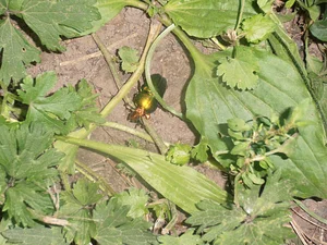 Gardenfarm Permaculture