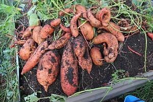 Gardenfarm Permaculture