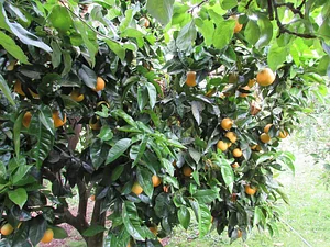 Gardenfarm Permaculture