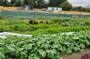 Lauriston Farm Urban Farm