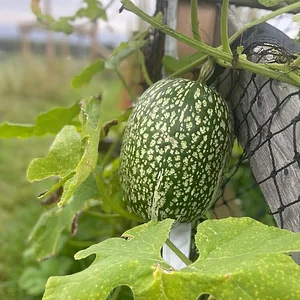 Lauriston Farm Urban Farm