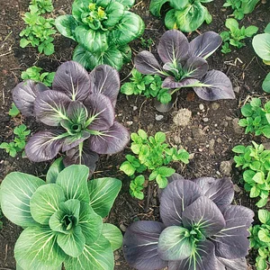 Lauriston Farm Urban Farm