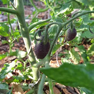 Arcadia Permaculture Farm