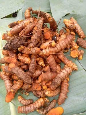 Msonge Organic Family Farm