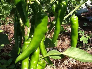 Msonge Organic Family Farm
