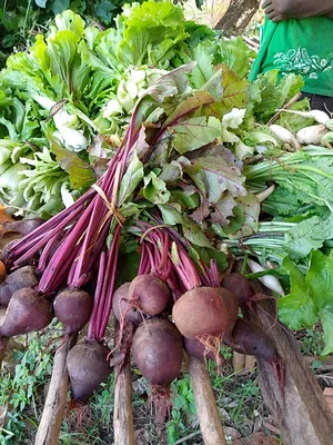 Msonge Organic Family Farm