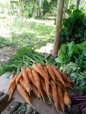 Msonge Organic Family Farm