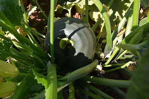 AARDE Permaculture Algérie Ferme
