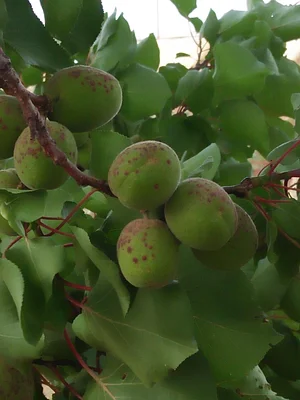 AARDE Permaculture Algérie Ferme