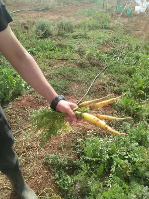 AARDE Permaculture Algérie Ferme