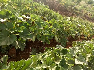 AARDE Permaculture Algérie Ferme